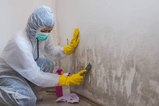 Long Island Mold Removal
